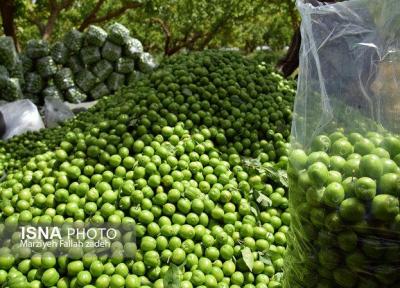 برداشت این روزهای مرغوبترین خوشمزه های کویر