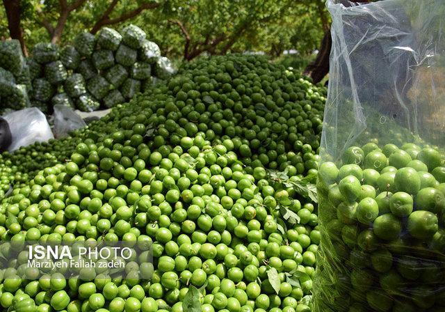 برداشت این روزهای مرغوبترین خوشمزه های کویر برداشت این روزهای مرغوبترین خوشمزه های کویر