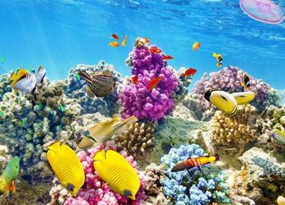 عجایب و شگفتی های دنیای زیر آب