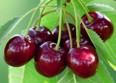 نوبرانه های پرطرفدار کیلویی چند؟