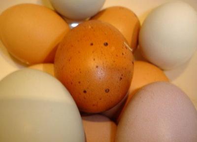 مصرف تخم مرغ در ایران بیش از سرانه جهانی، آمار مصرف دردیگر کشورها