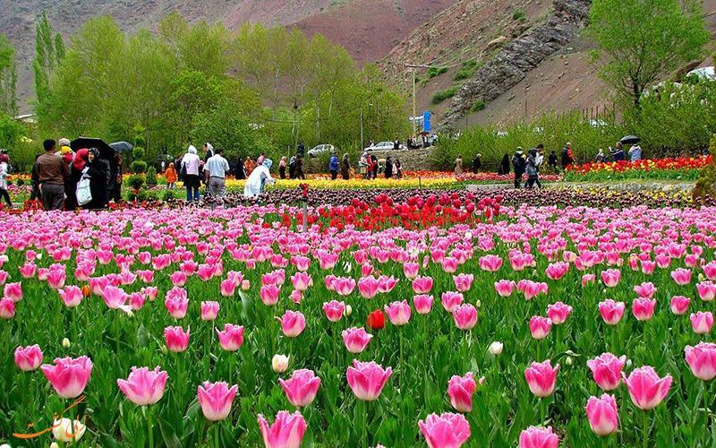 برگزاری جشنواره گل لاله گچسر از 14 تا 24 اردیبهشت