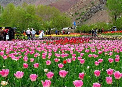 برگزاری جشنواره گل لاله گچسر از 14 تا 24 اردیبهشت