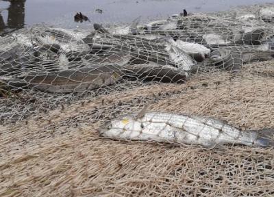 خبرنگاران صید افزون بر 800 تن ماهی از آبهای ساحلی گیلان
