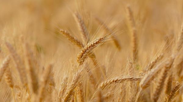 خرید 1.4 میلیون تن گندم مازاد بر مصرف کشاورزان