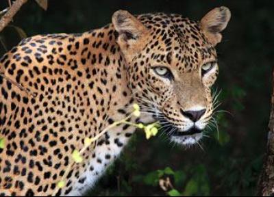 تور ارزان سریلانکا: پارک ملی یالا، برترین مکان در سریلانکا برای تماشای حیات وحش!