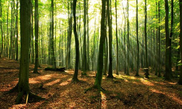 جنگل راش ، مقصدی بی نظیر برای طبیعت گردی