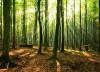 جنگل راش ، مقصدی بی نظیر برای طبیعت گردی