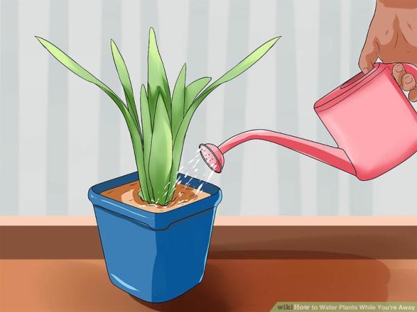 4 روش برای آبیاری گیاهان بیرون و درون خانه در طول سفر