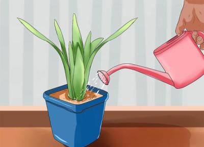 4 روش برای آبیاری گیاهان بیرون و درون خانه در طول سفر