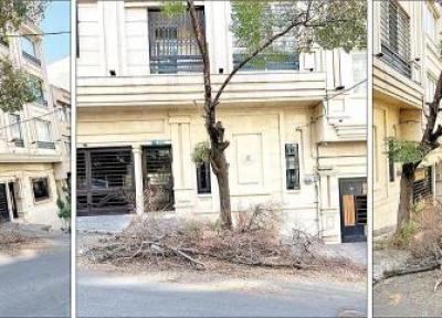حمله به درختان محله های تهران